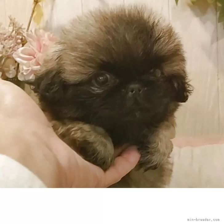 ID：2510-07092の子犬