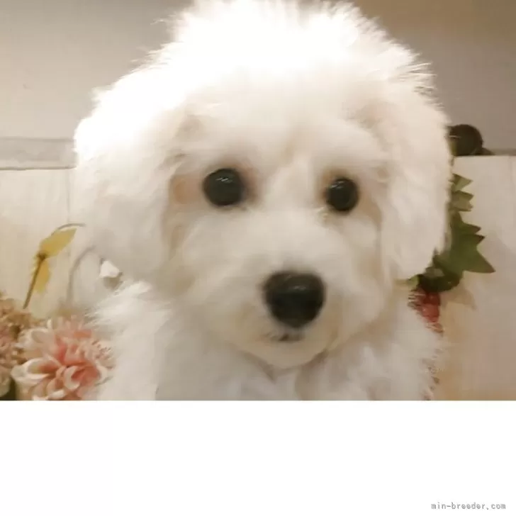 ビションフリーゼ【愛知県・女の子・2025年6月22日・ホワイト】の写真1