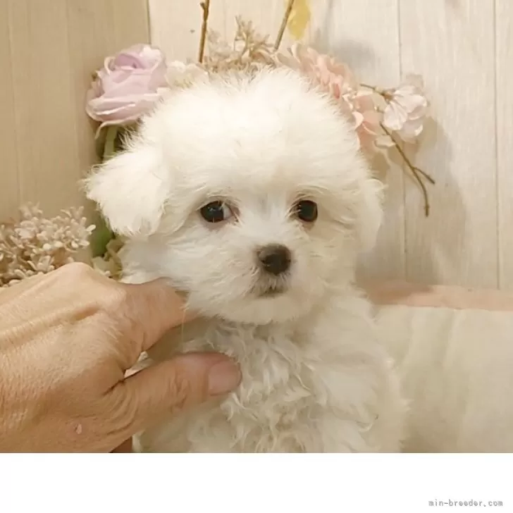 マルチーズ【愛知県・男の子・2025年9月2日・ホワイト.】の写真1