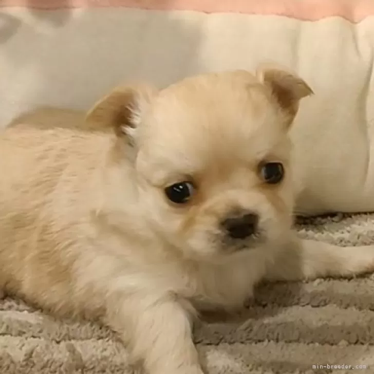 ID：2412-04823の子犬