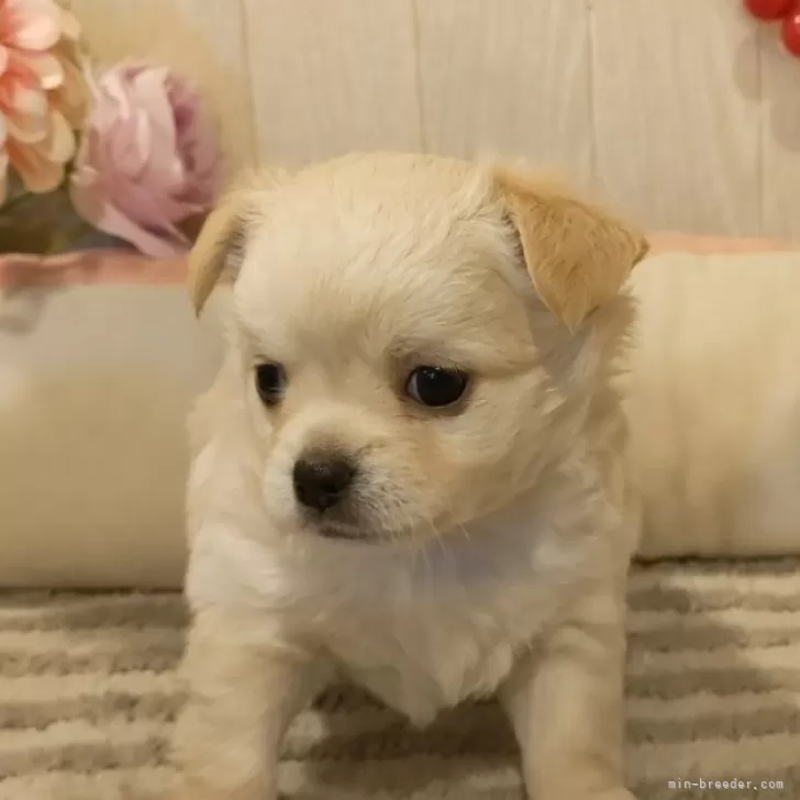 ID：2412-01403の子犬