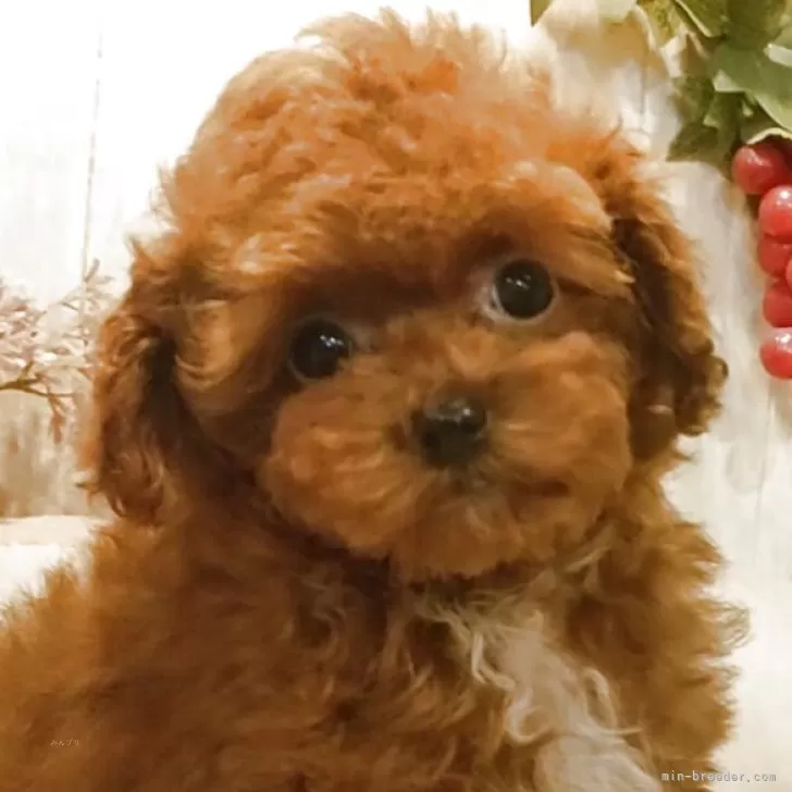 ティーカッププードル【愛知県・女の子・2026年1月10日・レッド】の写真1