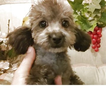 トイプードル(ティーカップ)【愛知県・女の子・2025年6月18日・シルバー.】の写真「チャンピオン血統の綺麗なプラチナシルバー」