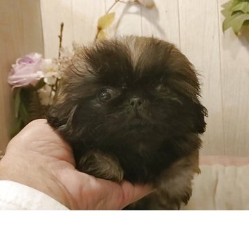 ペキニーズ【愛知県・女の子・2025年8月25日・フォーン】の写真「パパJKCチャンピオンJKCJインターチャンピオン」