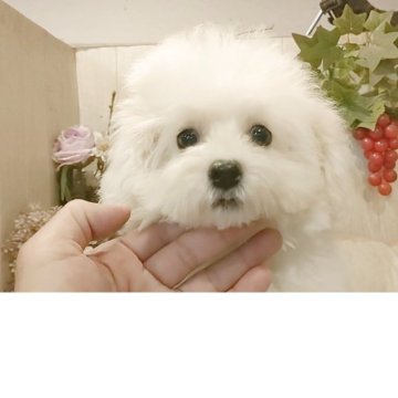 ビションフリーゼ【愛知県・女の子・2025年6月22日・ホワイト.】の写真「父KOR.INTCH系JKCCH 母INTCH血統」