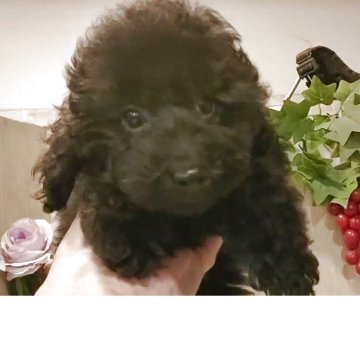 ティーカッププードル【愛知県・男の子・2025年7月24日・ブラック.】の写真「ブラックの男の子」