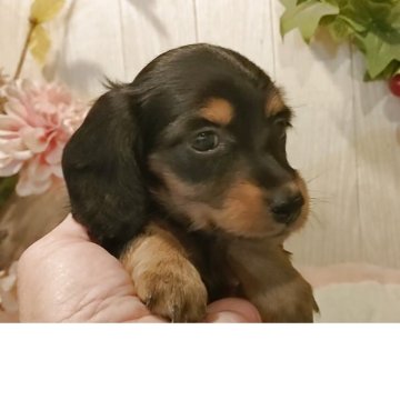 ミニチュアダックスフンド(ロング)【愛知県・女の子・2025年9月20日・ブラックタン】の写真「ブラックタンの小さめの女の子。お父さんカニンヘン」