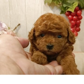 トイプードル(ティーカップ)【愛知県・女の子・2025年7月24日・レッド】の写真「小さな可愛いレッドの女の子」