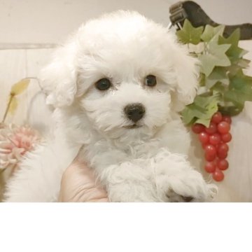 ビションフリーゼ【愛知県・男の子・2025年9月20日・ホワイト】の写真「両親チャンピオン🏆の究極のビション‼️」