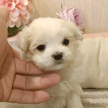 マルチーズ【愛知県・男の子・2024年11月21日・ホワイト】の写真「小さなマルチーズちゃん」