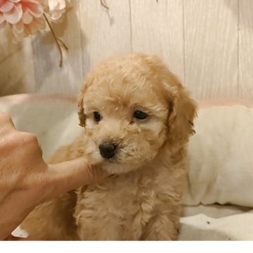 トイプードル(ティーカップ)【愛知県・女の子・2025年10月14日・アプリコット】の写真「小さなアプリコットの女の子🥰激可愛い👑」