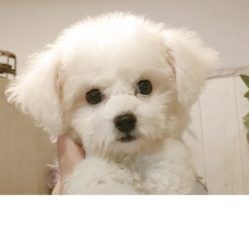 ビションフリーゼ【愛知県・女の子・2025年6月23日・ホワイト.】の写真「父JKCチャンピオン母ヨーロッパチャンピオン血統」