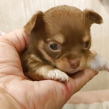 チワワ(ロング)【愛知県・女の子・2025年5月22日・チョコタン】の写真「小さめの綺麗なチョコタンの女の子です」