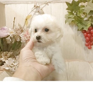 ビションプー(ビションフリーゼ×トイプードル)【愛知県・男の子・2025年8月25日・クリーム】の写真「父3.5kgチャンピオン直子母2.7kgプードル」