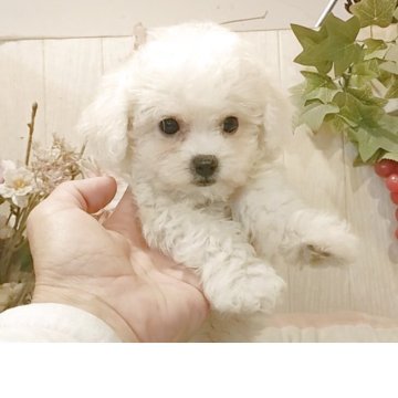 ビションフリーゼ【愛知県・男の子・2025年8月22日・ホワイト.】の写真「父KOR.INTCH系JKCCH 母ジュミズ直子」