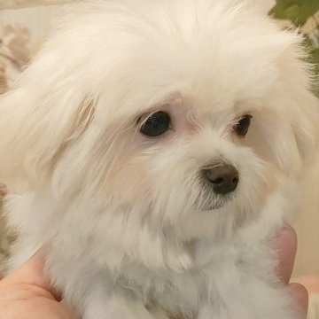 マルチーズ【愛知県・女の子・2024年11月2日・ホワイト】の写真「とても小さくてマズルの短い女の子」
