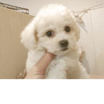 ビションフリーゼ【愛知県・女の子・2025年8月22日・ホワイト.】の写真「父KOR.INTCH系JKCCH 母ジュミズ直子」