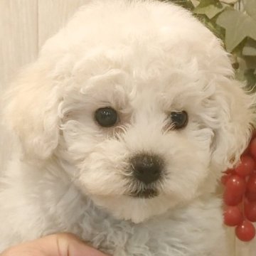 ビションフリーゼ【愛知県・男の子・2025年1月10日・ホワイト.】の写真「父、当犬舎自慢のJKCチャンピオンラッシュ君」