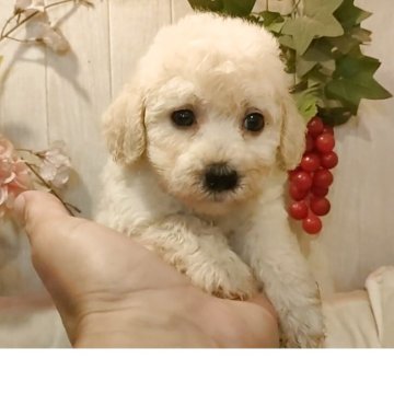 ビションプー(ビションフリーゼ×トイプードル)【愛知県・男の子・2025年8月25日・クリーム】の写真「父3.5kgチャンピオン直子母2.7kgプードル」