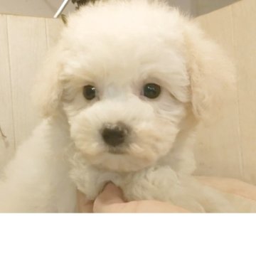 ビションフリーゼ【愛知県・女の子・2025年9月10日・ホワイト】の写真「父KOR.INTCH系JKCCH 母JKCCH直子」