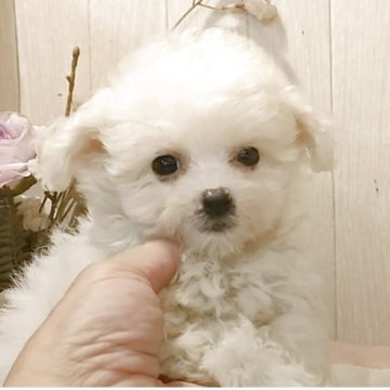 ビションフリーゼ【愛知県・男の子・2025年8月22日・ホワイト.】の写真「父KOR.INTCH系JKCCH 母ジュミズ直子」