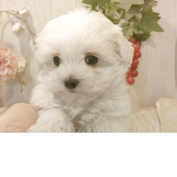 マルチーズ【愛知県・女の子・2025年9月27日・ホワイト】の写真「鼻ぺちゃマルチーズ✨パパインターチャンピオン直子」