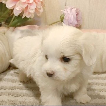 マルチーズ【愛知県・男の子・2024年11月21日・ホワイト.】の写真「小さなマルチーズちゃん」