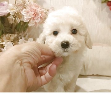 ビションプー(ビションフリーゼ×トイプードル)【愛知県・男の子・2025年8月25日・クリーム】の写真「父3.5kgチャンピオン直子母2.7kgプードル」