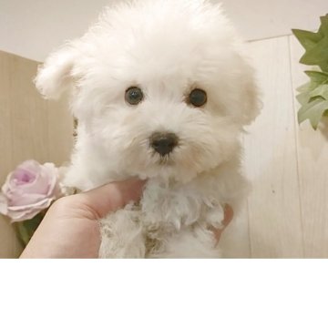 ビションフリーゼ【愛知県・男の子・2025年8月30日・ホワイト.】の写真「父JKCチャンピオン直子3.6kg、母3.4kg」