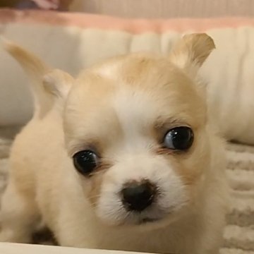 チワワ(ロング)【愛知県・女の子・2024年11月13日・クリーム】の写真「お目々パッチリ胴の詰まった可愛い女の子」