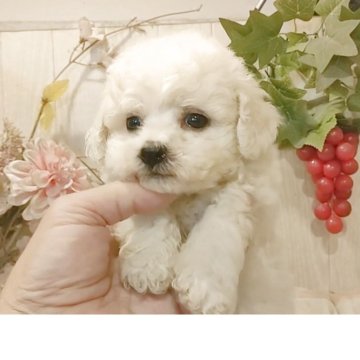 ビションフリーゼ【愛知県・男の子・2025年8月22日・ホワイト.】の写真「父KOR.INTCH系JKCCH 母ジュミズ直子」