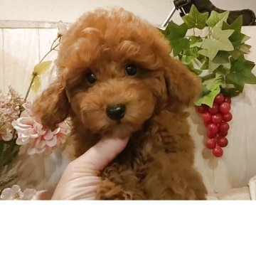 トイプードル(ティーカップ)【愛知県・男の子・2025年8月1日・レッド.】の写真「可愛いレッドの男の子」