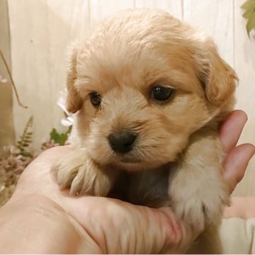 ペキプー(ペキニーズ×トイプードル)【愛知県・男の子・2025年4月28日・クリーム】の写真「小さめの可愛いペキプーの男の子」