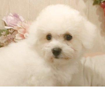 ビションフリーゼ【愛知県・女の子・2025年6月12日・ホワイト】の写真「父JKCチャンピオン直子3.6kg、母2.7kg」
