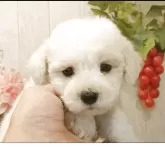 ビションフリーゼ