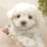 マルチーズ