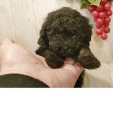 トイプードル(ティーカップ)