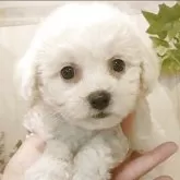 ビションフリーゼ