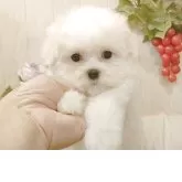マルチーズ