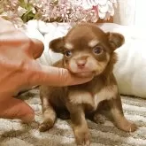 チワワ(ロング)