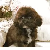 ティーカッププードル