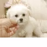 ビションフリーゼ