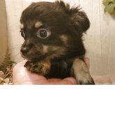 チワワ(ロング)