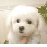 ビションフリーゼ