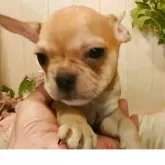 フレンチブルドッグ