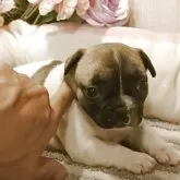 フレンチブルドッグ