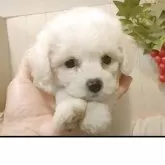 ビションフリーゼ