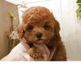 トイプードル(ティーカップ)