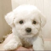 ビションフリーゼ