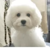 ビションフリーゼ